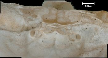 Media type: image;   Invertebrate Zoology CRU-10997 Aspect: frontal